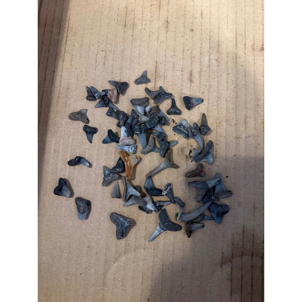 Bulk Fossilized Shark Teeth Lot Natural Prehistoric Specimens Mixed Species